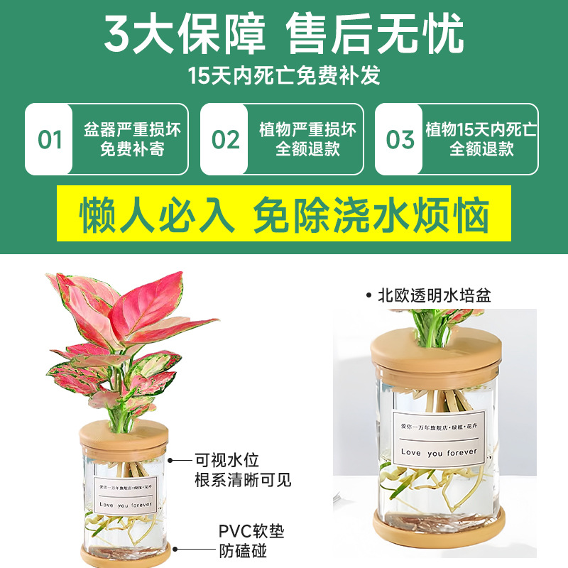 Hydroponic potted plants, such as pothos and gardenias, are suitable for office flowers and small green plants. They are easy to care for all four seasons. Succulents are water-grown potted plants Specification image