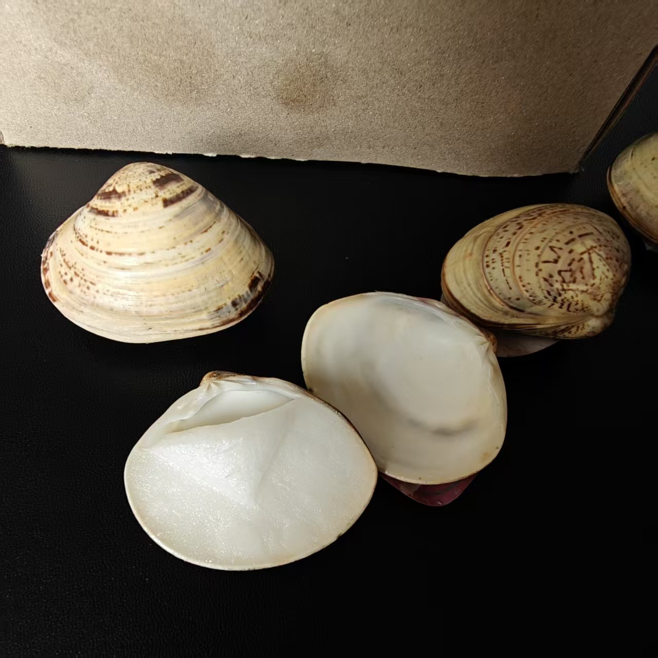 【2-11区】蛤蜊油 (型号：特3#) 50/盒 1000/蛤蜊油老国货贝壳油护手霜防裂干裂护肤老式嘎啦油歪子油1元批发白底实物图