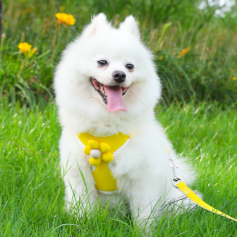 工厂牵引绳背心式胸背带比熊泰迪溜狗绳狗链小型犬防挣脱拴狗绳子