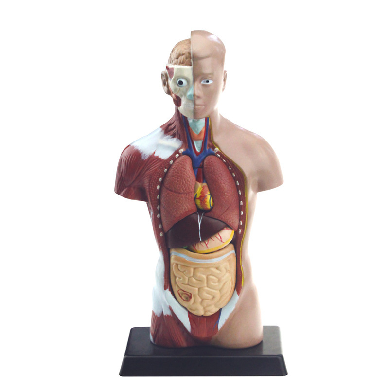 Qinghua AA19 human trunk model, junior and senior high school biology experimental equipment, scientific and educational instrument, medical anatomy model Item Picture
