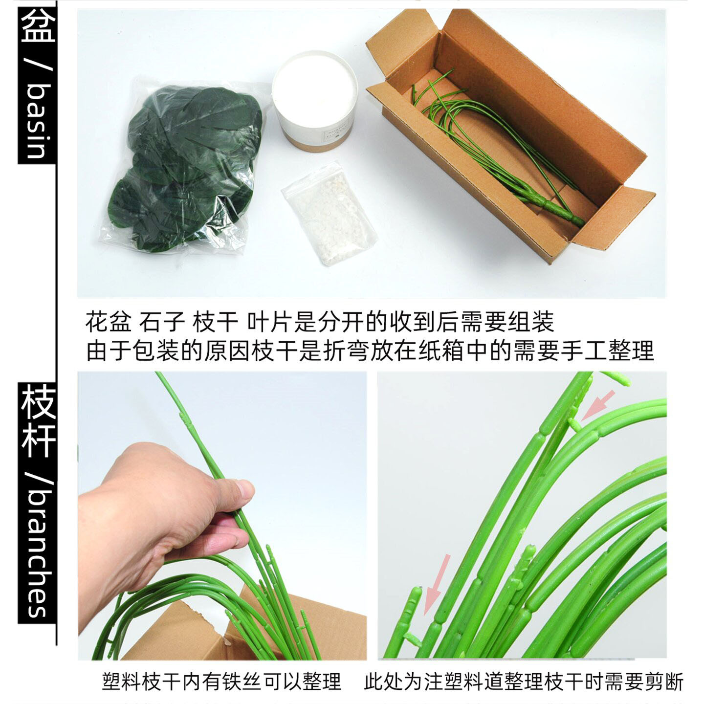 兰科植物实物图
