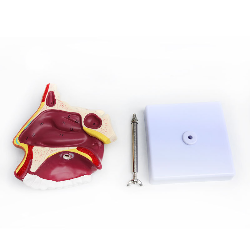 Anatomical model of the human nasal cavity, medical teaching model of otolaryngology, structural and tissue model of the nasal cavity, nose, mouth and nose Item Picture