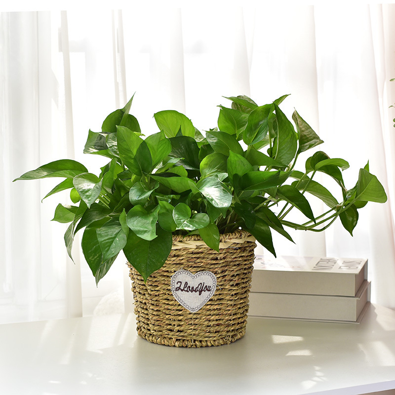 Hand-woven straw flower baskets, European-style country living room, balcony, table decoration, green ivy, green plants, succulents, rattan woven flower POTS details Picture
