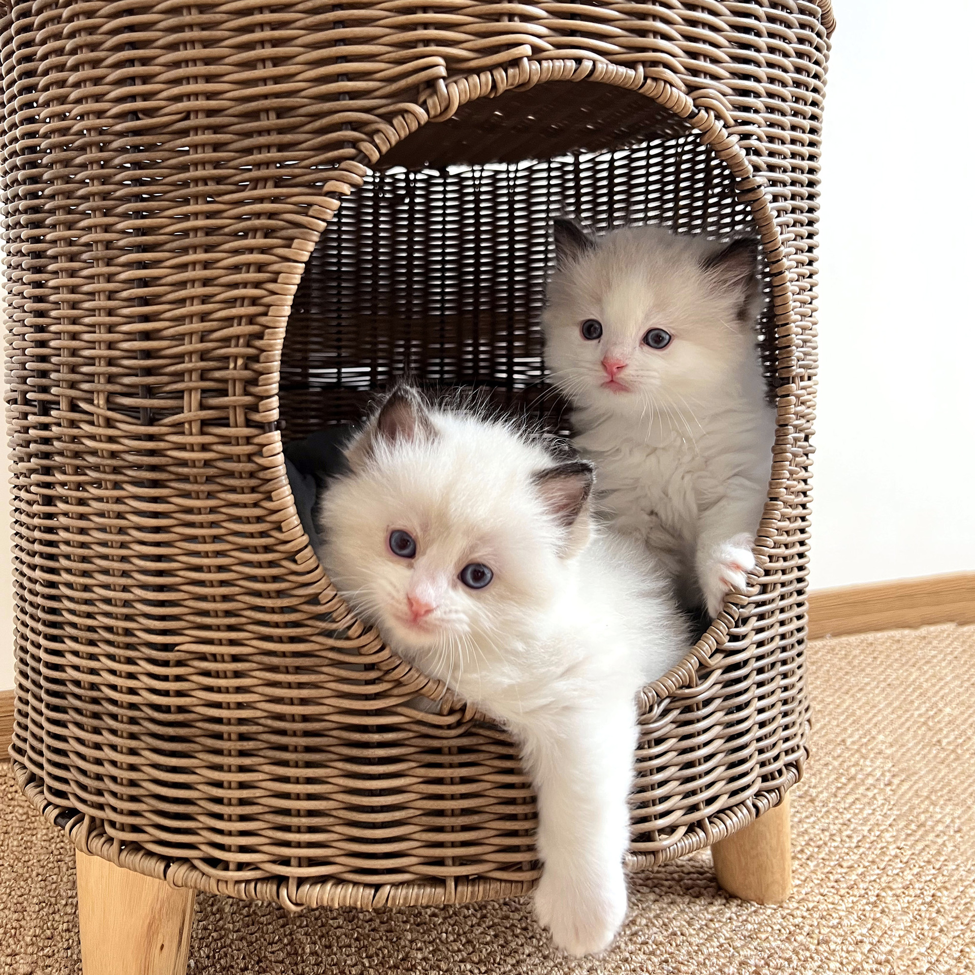 猫爬架/宠物用品/猫别墅/鸟窝/猫窝细节图