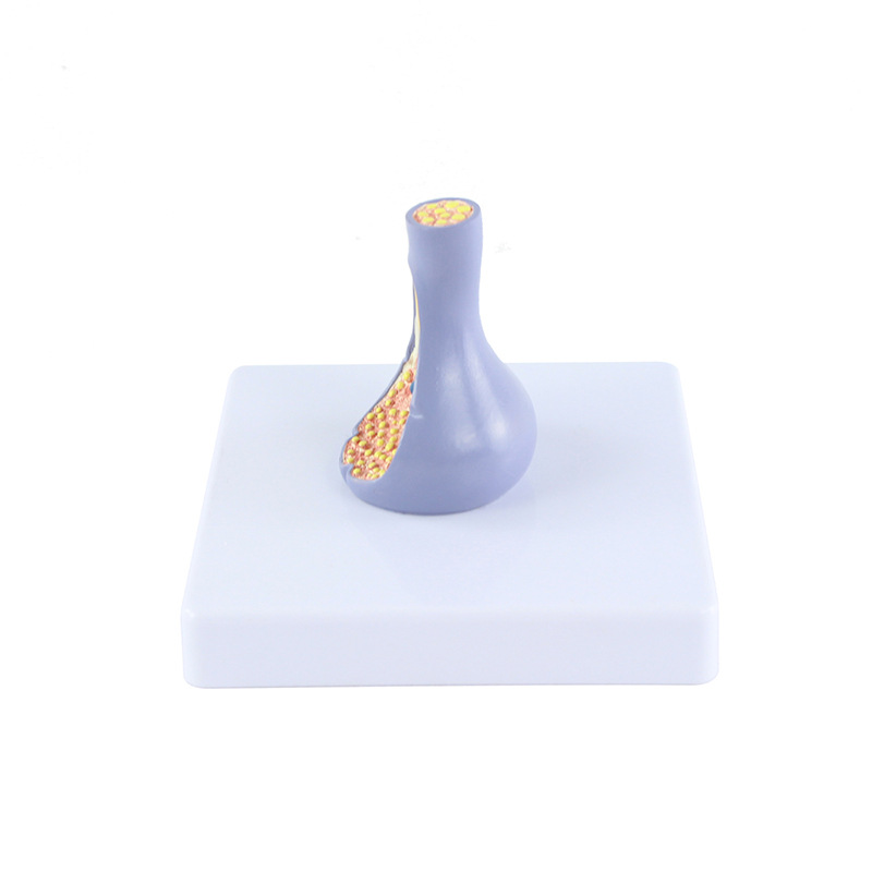 人体内脏切面图/教学人体白底实物图