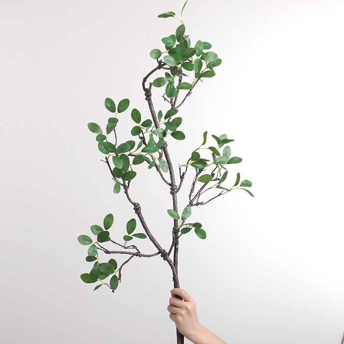 仿真蕨类实物图