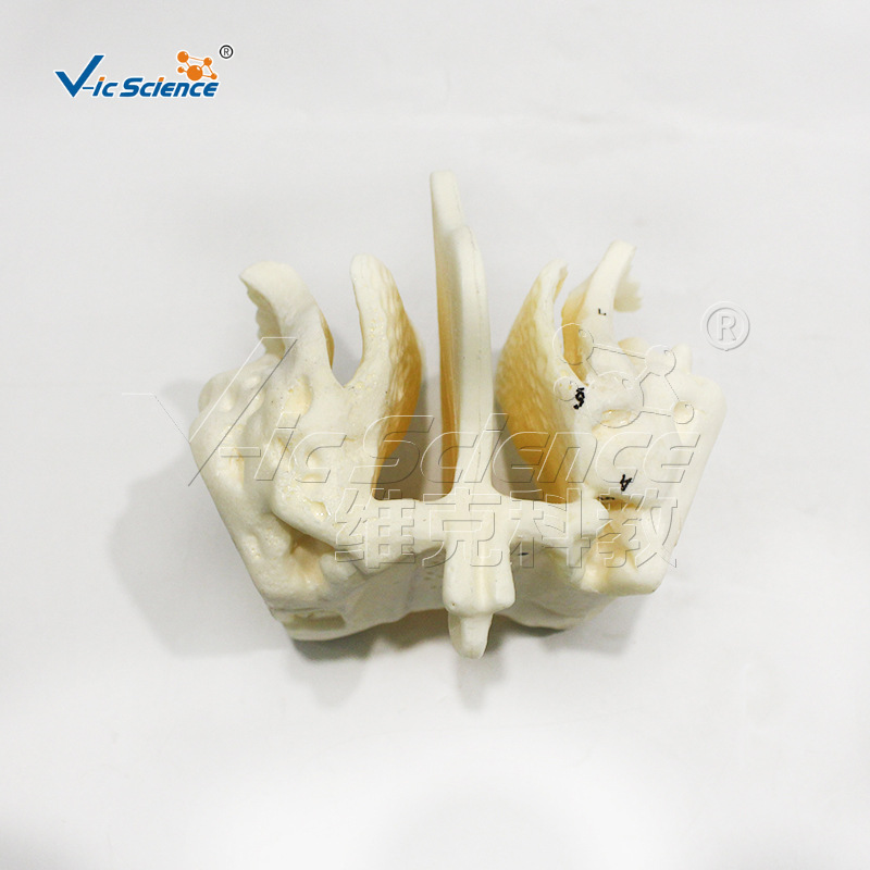 Magnified model of human skull and ethmoid bone, demonstration model of nasal cavity and paranasal sinus structure, medical teaching and research tools details Picture