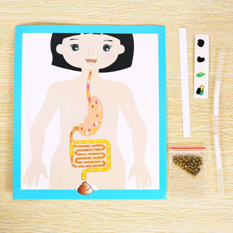 Kindergarten science experiment, small technology making, DIY human digestive process system model diagram, teaching AIDS, cells Specification image