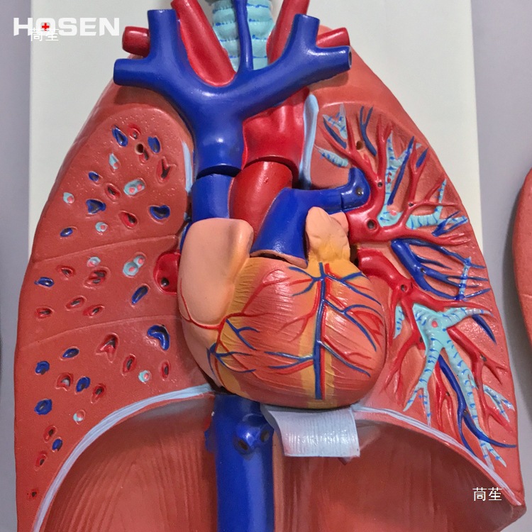 Human respiratory system model, larynx, heart and lung structure, detachable medical teaching mold props for larynx, heart and lung details Picture