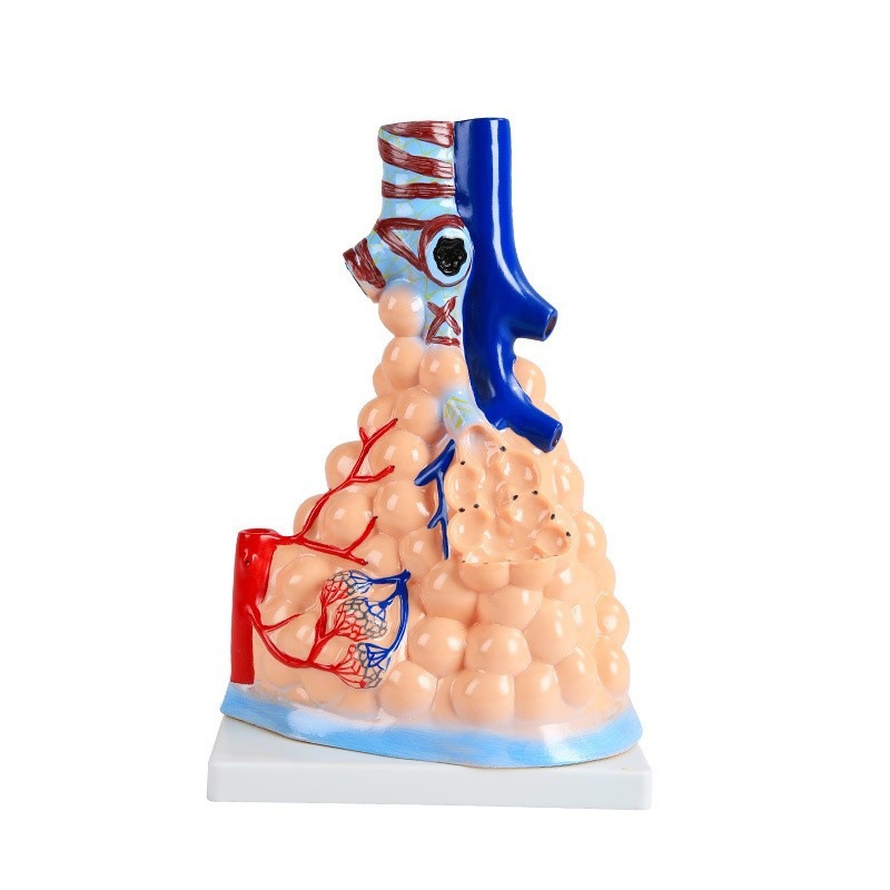 Human alveolar model medical teaching tools, human medical alveolar dissection model, human model