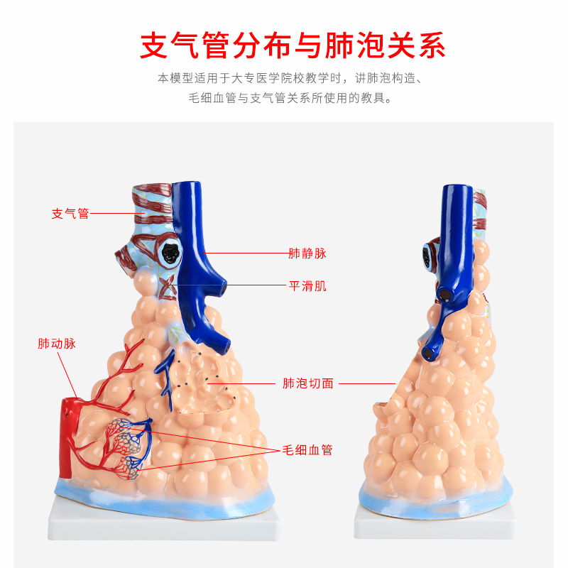 Human alveolar model medical teaching tools, human medical alveolar dissection model, human model Specification image