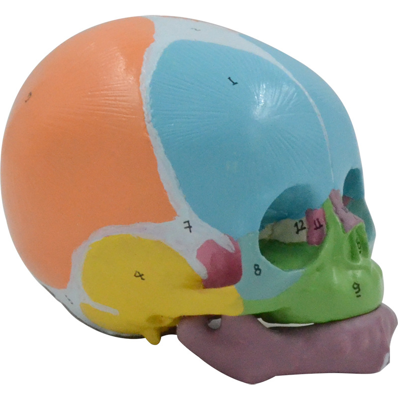 1:1 color baby skull model with digital marking, frontal fontanelle, mandibular anatomy teaching aid, medical display Item Picture