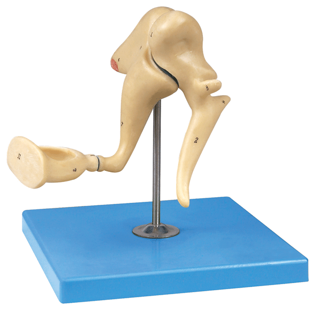 听小骨放大模型 耳骨模型 锤骨、砧骨、镫骨 医学教学模型 包邮