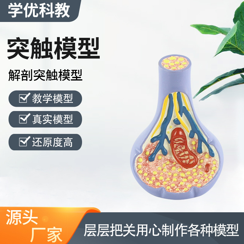突触模型解剖人体内脏切面图教学人体模拟模型多功能科普教育用品