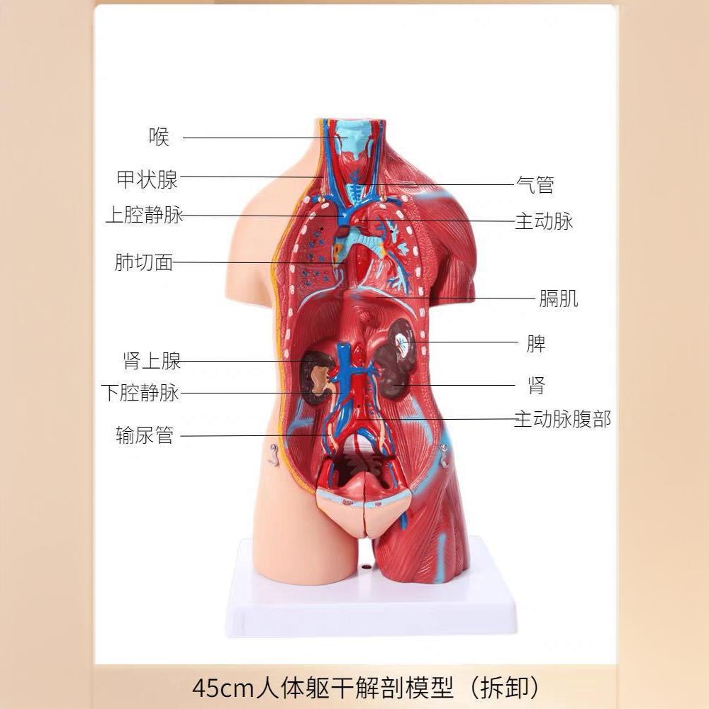 Detachable human anatomy model medical teaching trunk system structure diagram popular science teaching Application Scenario