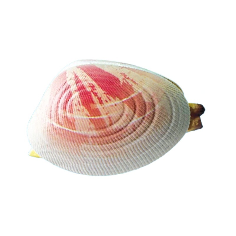 التلاعب بلعب المحار الصدفي الرذاذ، مما أدى إلى محاكاة مسدس الصدف المصنوع الصدف Item Picture