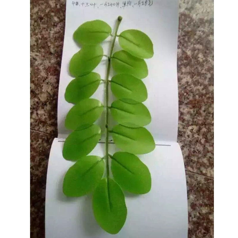 仿真蕨类实物图