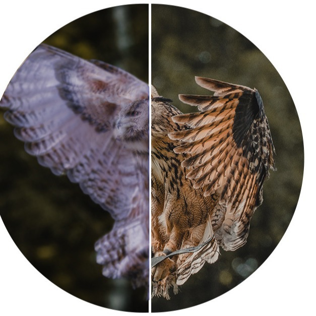 Shuntu Upgraded Version/Shengtu O1043-BK Flat Field ED Professional bird-watching Mirror/beekeeping Mirror/Shengtu Telescope Item Picture