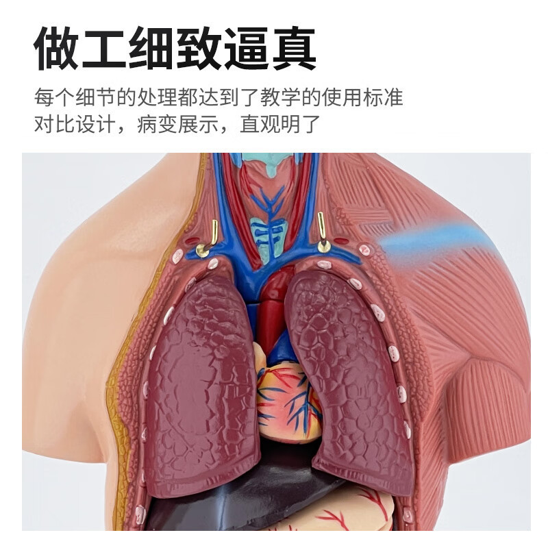 医用模型/穴位模特白底实物图