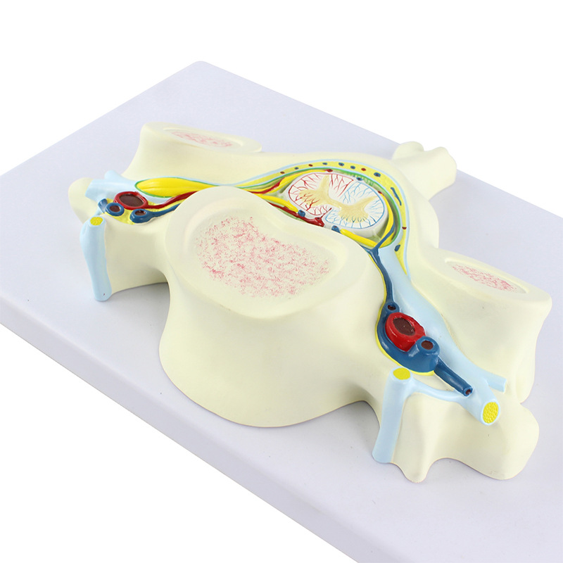 Teaching model of the fifth cervical vertebra with spinal cord and spinal nerve magnification model, medical acupoint teaching supplies Specification image