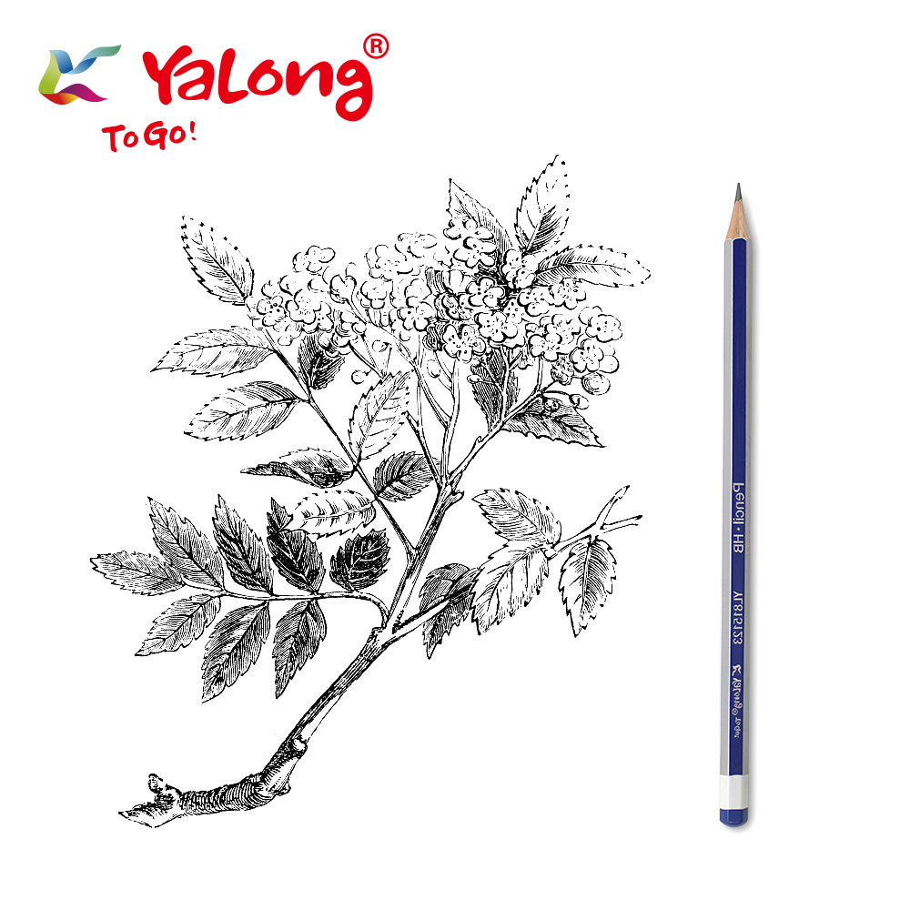 YLLL815123-12 التلاميذ/المدارس الذين لديهم أقلام رصاص قياسية عالية الجودة من الخشب السداسية الطبقات Item Picture