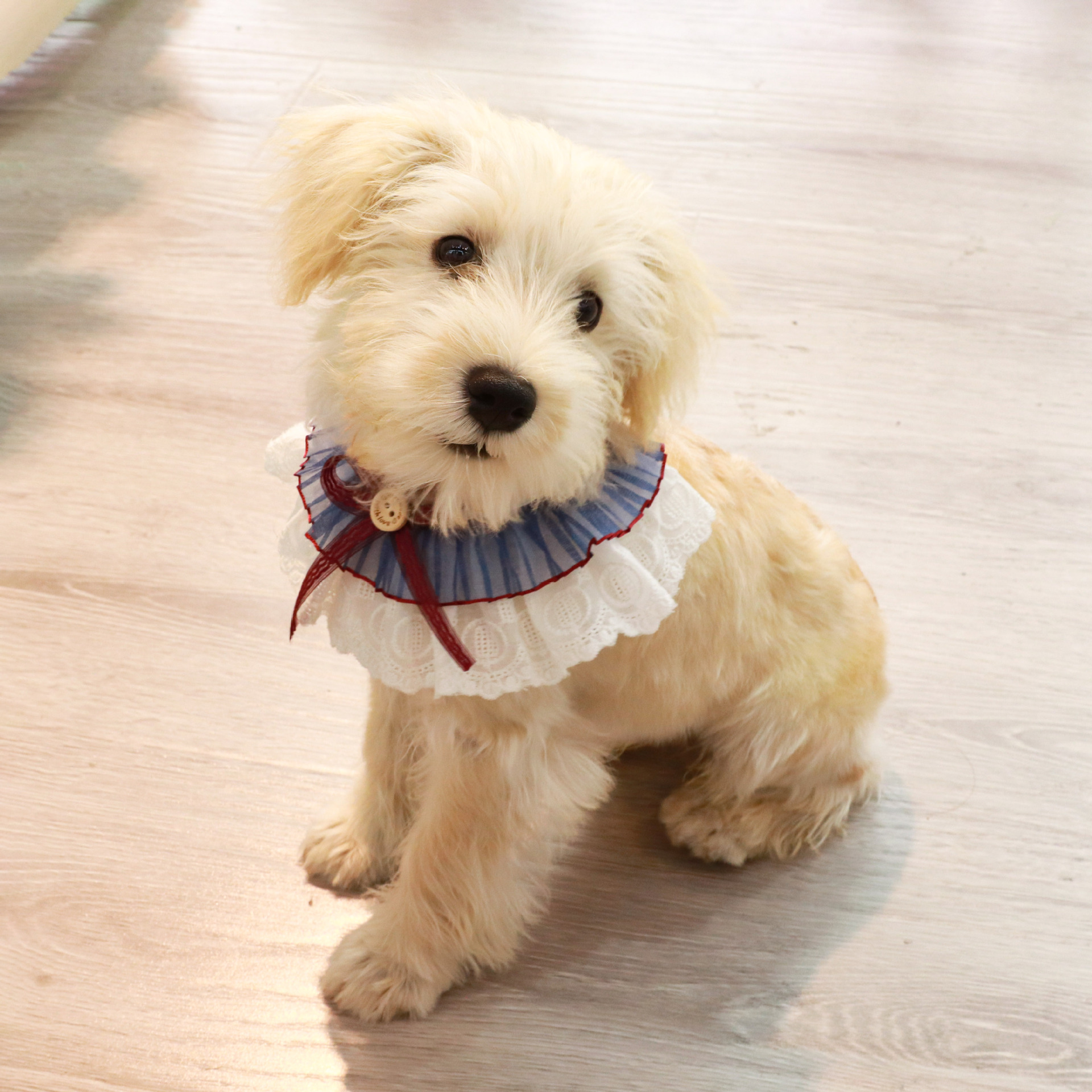 宠物项圈猫咪口水巾狗狗爱心蕾丝围脖蝴蝶结花朵珍珠宠物口水巾细节图