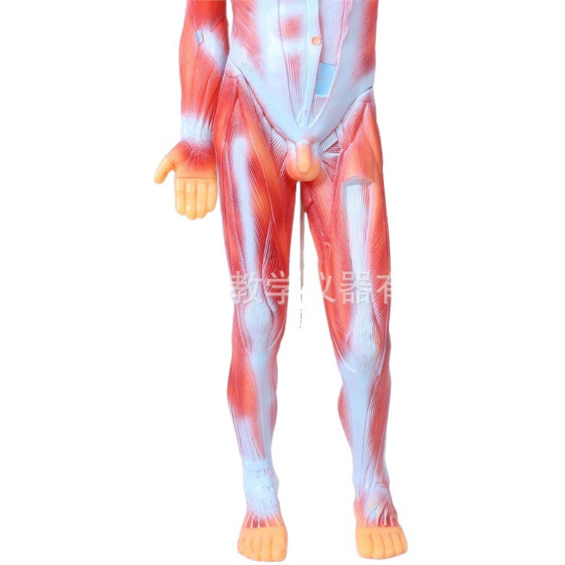 Medical lecture models, biological classroom display models, human anatomy models, student education demonstration teaching materials Item Picture