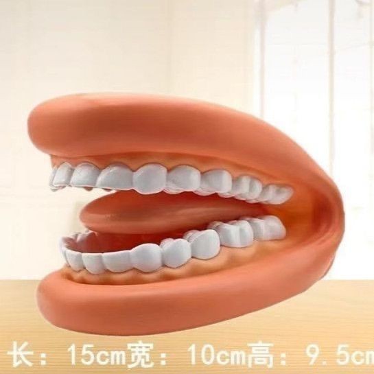 Dental model, oral teaching, dental simulation teaching AIDS, kindergarten brushing, medical children's pronunciation demonstration, handheld Specification image