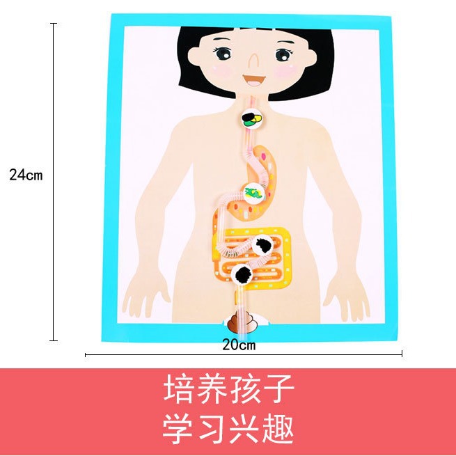 Kindergarten science experiment, small technology making, DIY human digestive process system model diagram, teaching AIDS, cells Item Picture