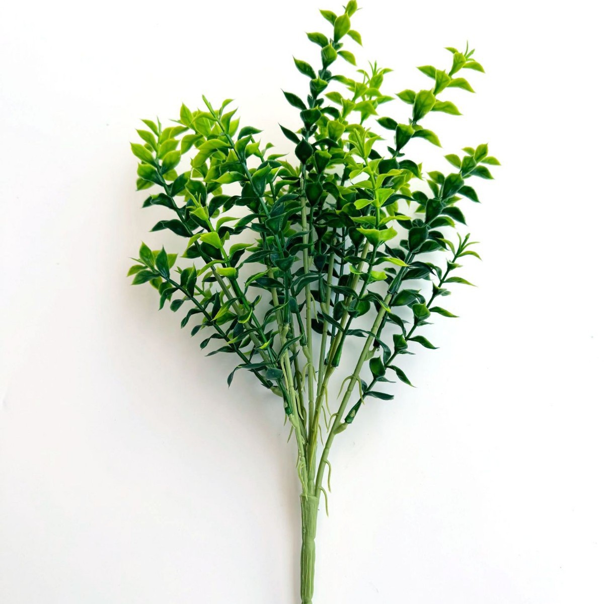 蕨类植物实物图