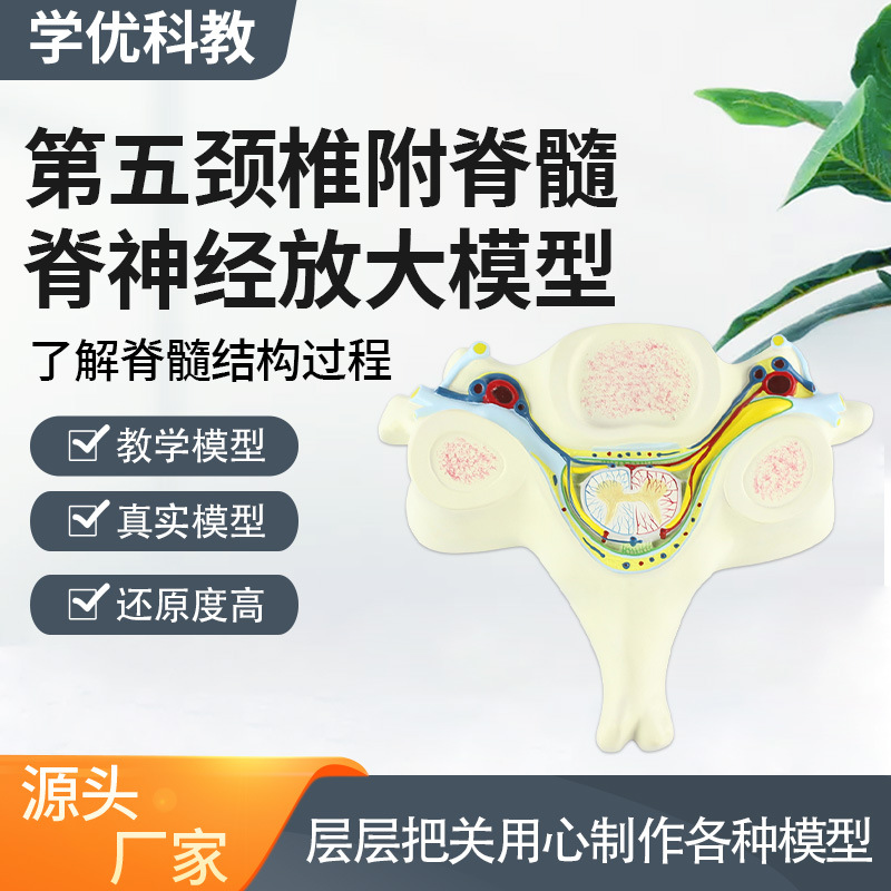 Teaching model of the fifth cervical vertebra with spinal cord and spinal nerve magnification model, medical acupoint teaching supplies