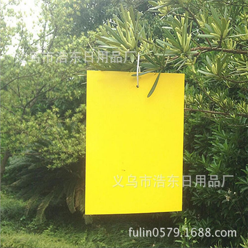 163批发新型粘虫板双面黄色粘性灭杀飞蛾果蝇捕虫板10片装