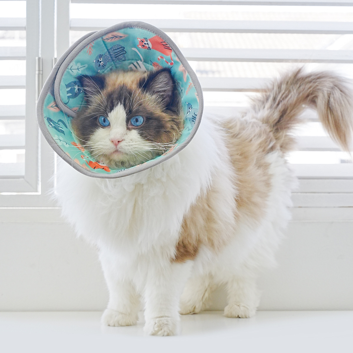 猫猫玩具实物图