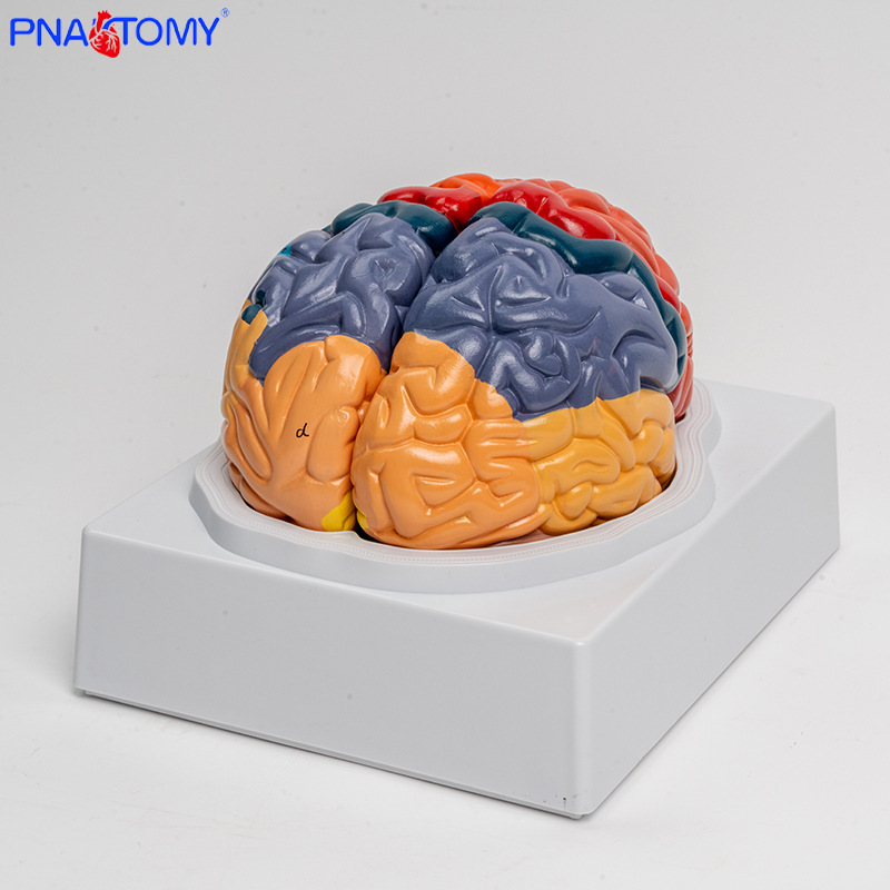Anatomy of human colored brain structure, brain nerves, brain functions, cortical zoning model, Medical psychology, neurology Specification image