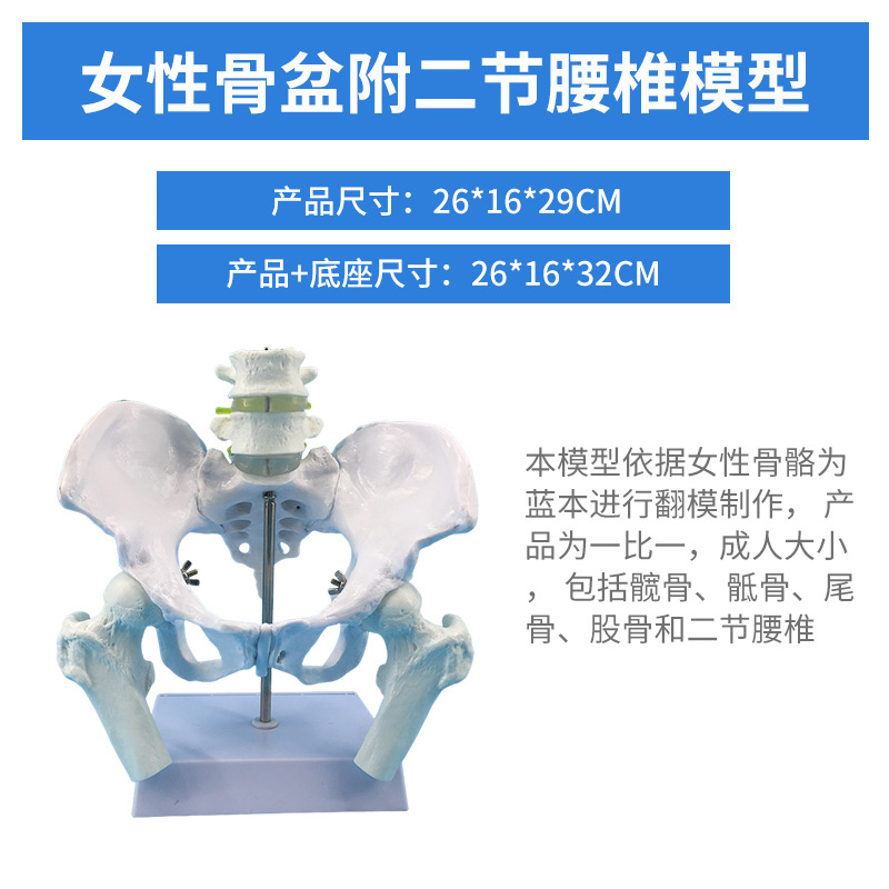 自然大女性骨盆附二节腰椎模型 髋骨骶骨尾椎骨骼模型教学医学