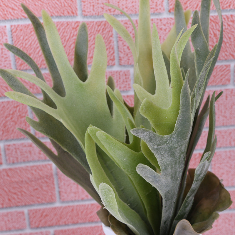 热带鹿角叶植物墙配材点缀多肉仿真植物墙配材塑料植物盆栽批发白底实物图