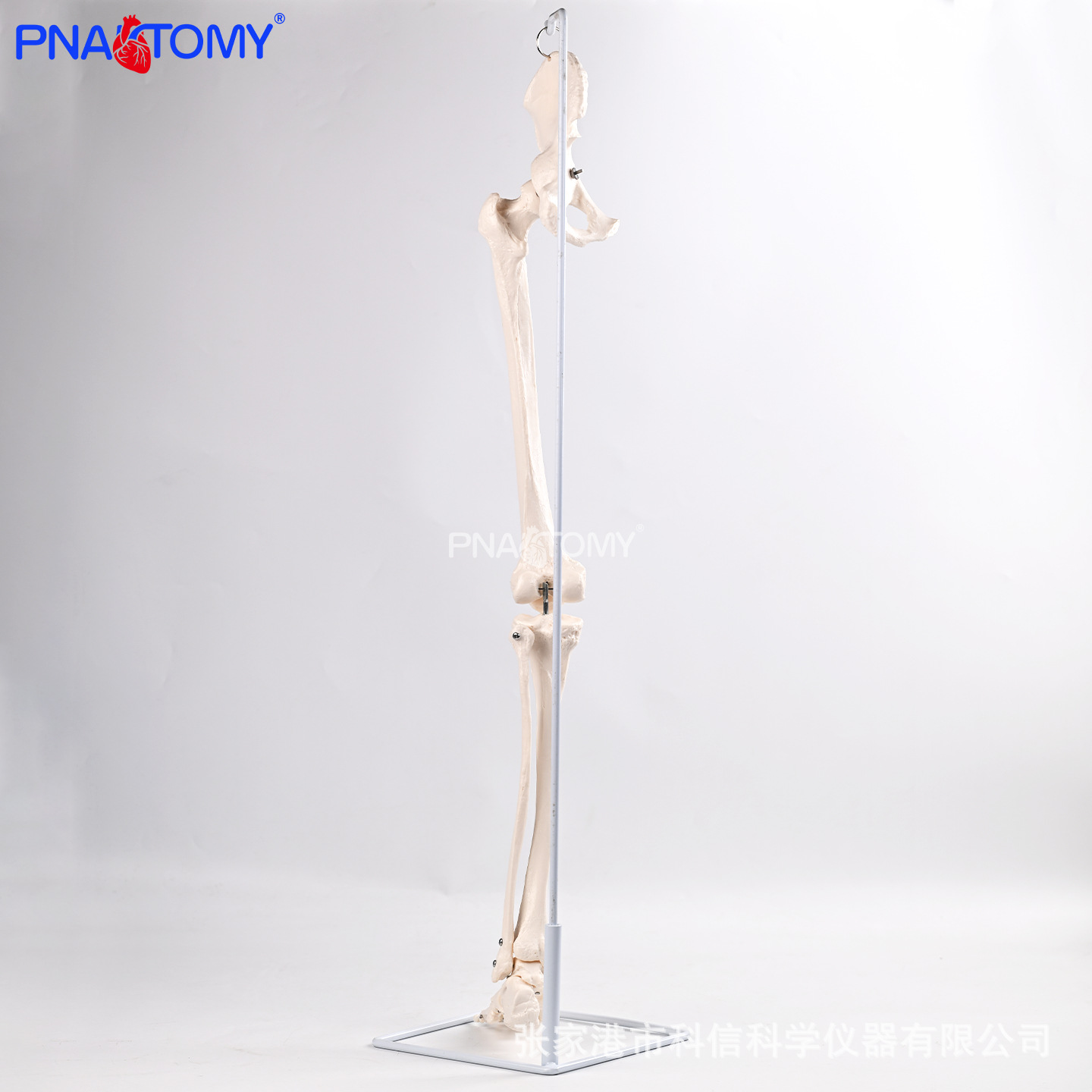 Medical human suspended lower limb bone belt hip bone anatomical model sacroiliac joint Medical doctor-patient communication prop department Specification image