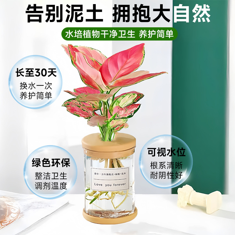 Hydroponic potted plants, such as pothos and gardenias, are suitable for office flowers and small green plants. They are easy to care for all four seasons. Succulents are water-grown potted plants Application Scenario