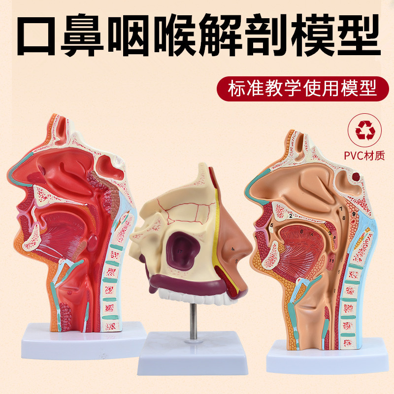 人体鼻腔口腔 咽 喉解剖模型 正中失状断 喉咽腔 耳鼻喉科模型
