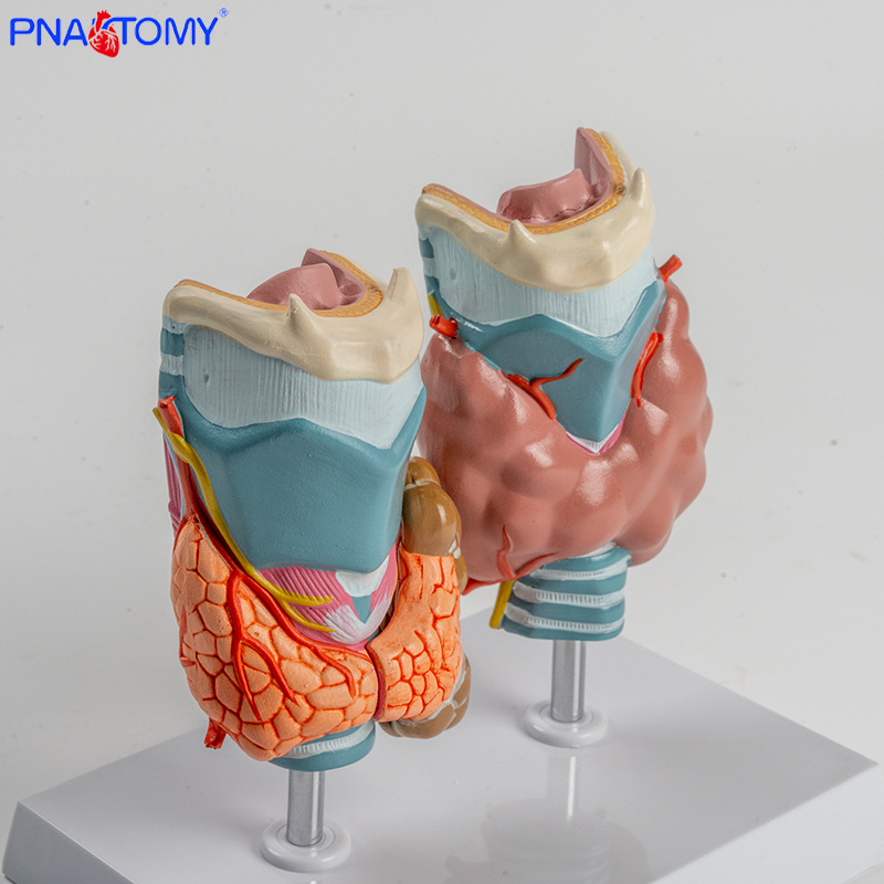 Human pathological thyroid model, hyperthyroidism, hypothyroidism, endocrine system, medical anatomy, thyroid larynx, teaching AIDS details Picture