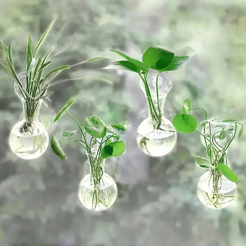 水培植物瓶、生态瓶实物图
