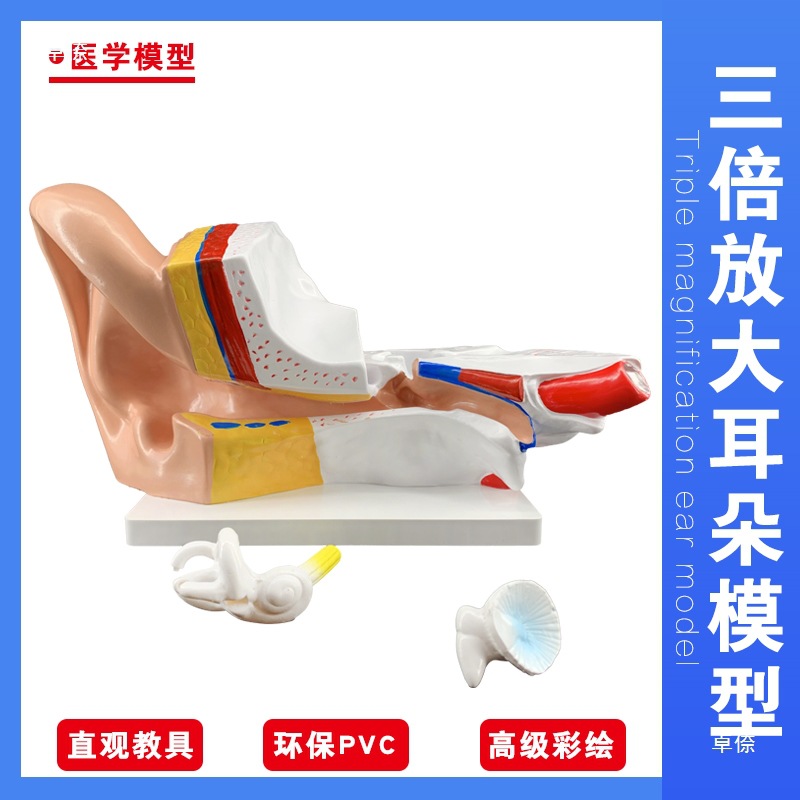 Ear model, desktop ear anatomy model, outer, middle and inner ear auditory system, ear structure, teaching medicine Specification image
