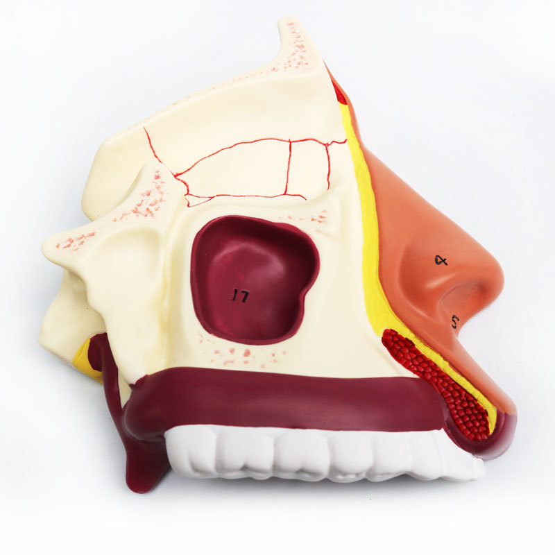 Anatomical model of the human nasal cavity, medical teaching model of otolaryngology, structural and tissue model of the nasal cavity, nose, mouth and nose Application Scenario