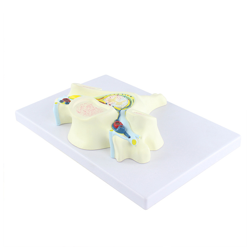 Teaching model of the fifth cervical vertebra with spinal cord and spinal nerve magnification model, medical acupoint teaching supplies details Picture