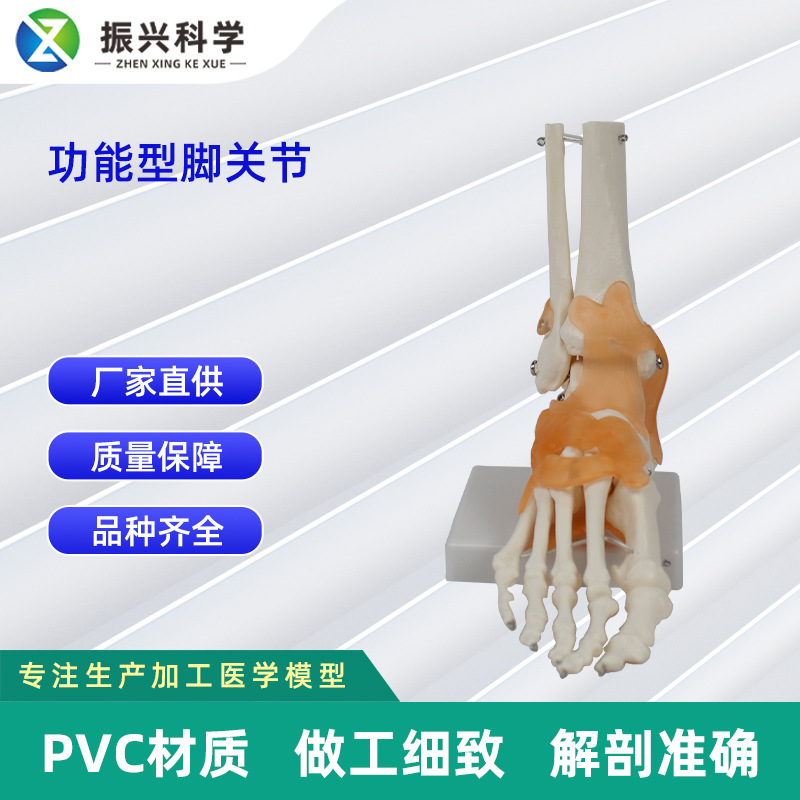 Functional joint collection, human joint model teaching equipment, teaching demonstration supplies, joint and bone wholesale details Picture