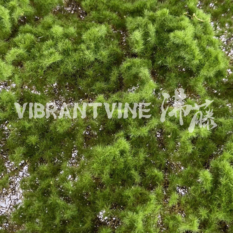 人造仿真树/小盆栽/仿真竹子/仿真花/仿真植物细节图