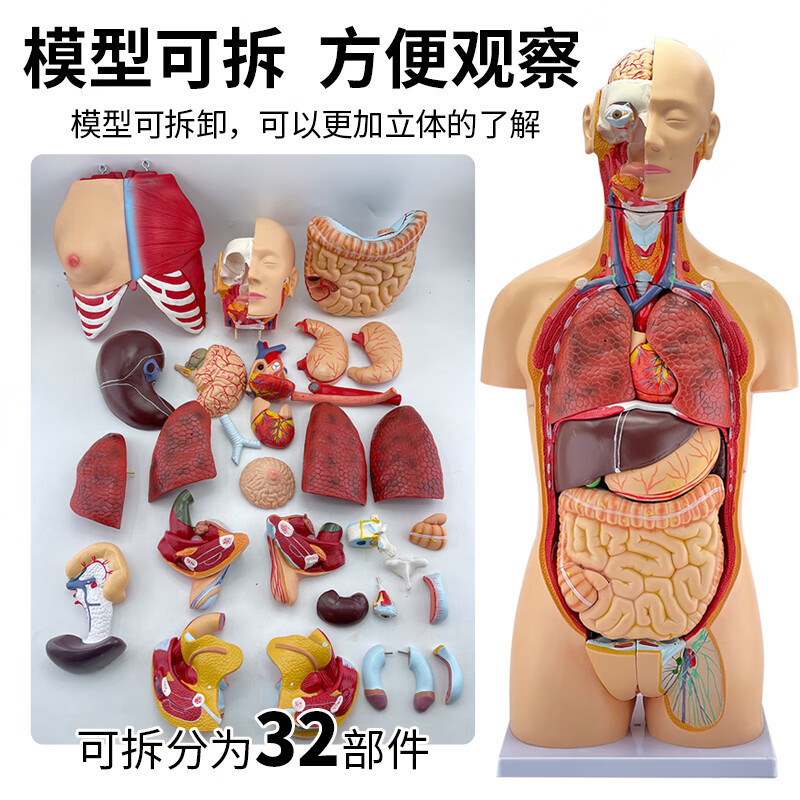 医用模型/穴位模特细节图