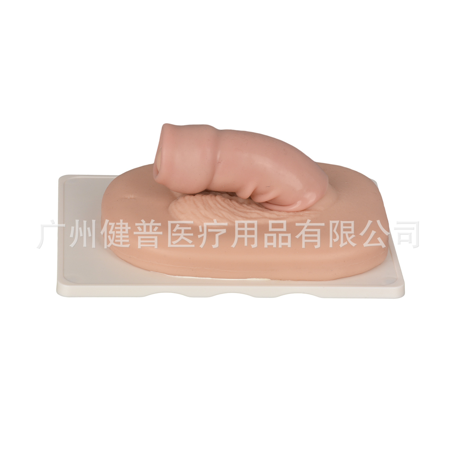 Medical teaching, surgical intern, circumcision practice, circumcision model simulation, circumcision model Item Picture
