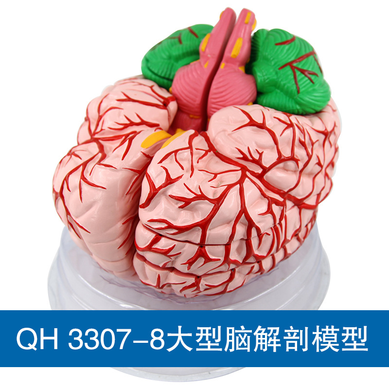 Qinghua 4D Assembly Brain Anatomy Model, human brain anatomy, cerebrovascular artery, nerve, medical science and education model Application Scenario