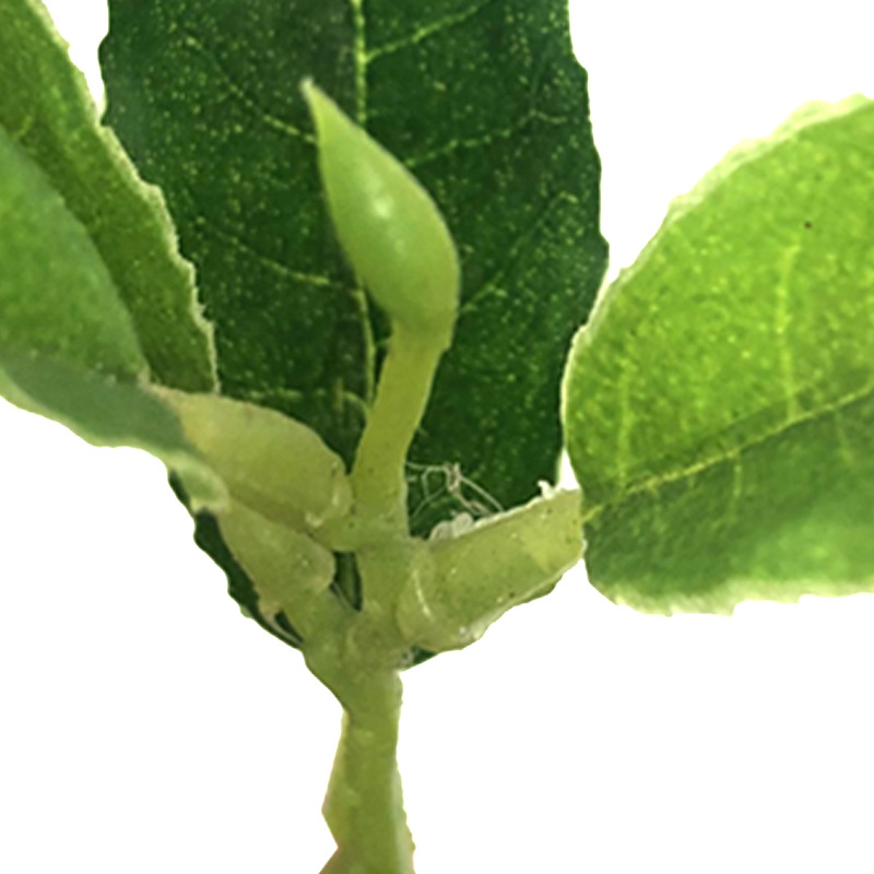 仿真茶叶绿植安吉白茶毛尖茶红绿茶单片称重工程DIY装饰摆设批发产品图